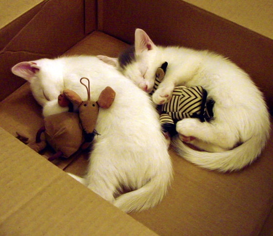 智能设备:让比赛变得更公平、更精彩,智能体育比赛