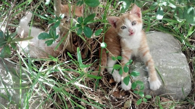 东道主俄罗斯迎战芬兰:能否守住荣耀,俄罗斯对战芬兰预测