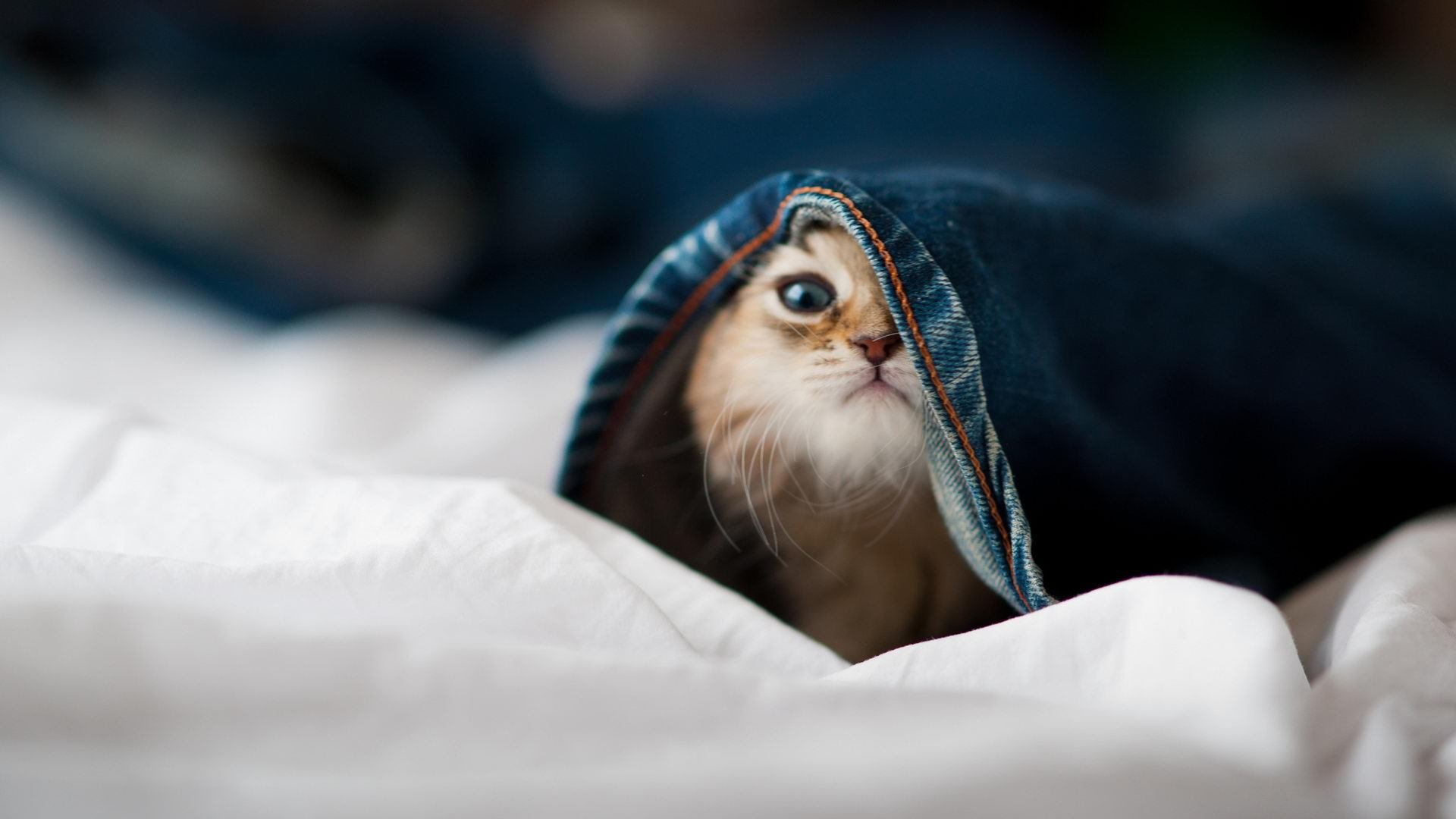 中国篮球运动社区参与度调查,篮球进社区公益活动方案计划