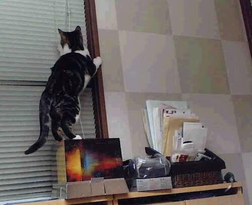 孤注一掷！加拿大女队与巴西女队角逐梦幻杯，加拿大女对阵巴西女