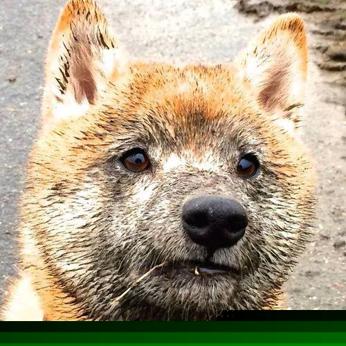 爱游戏赛事中心-本菲卡连续保持不败，本菲卡效力过的球星