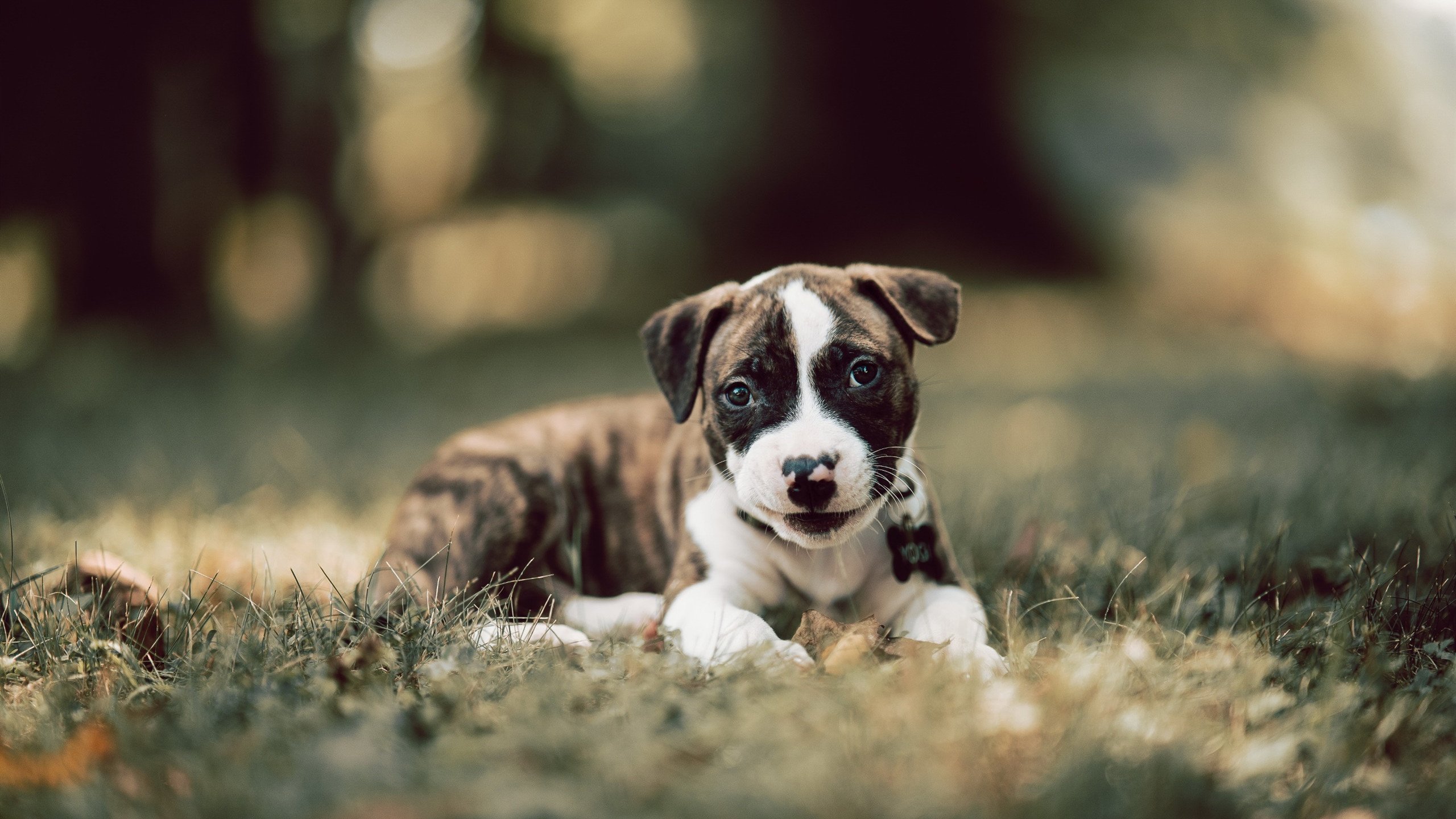 西甲裁判语义识别技术提升关键判罚准确率，西甲足球裁判