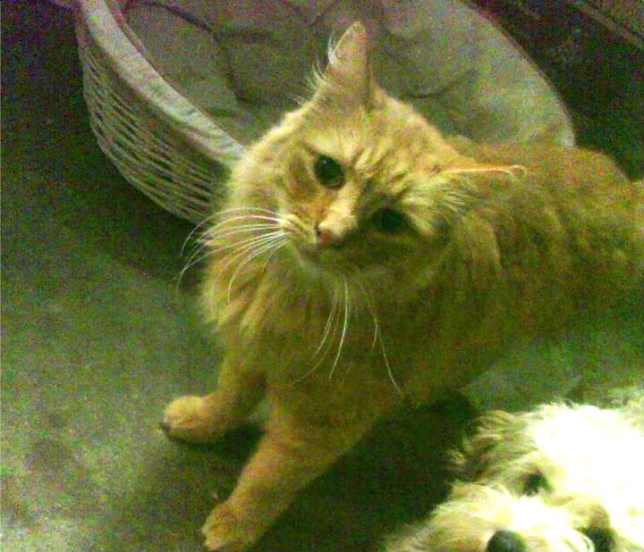 爱游戏平台-关键扑救帮助切尔西守住胜果，切尔西失球