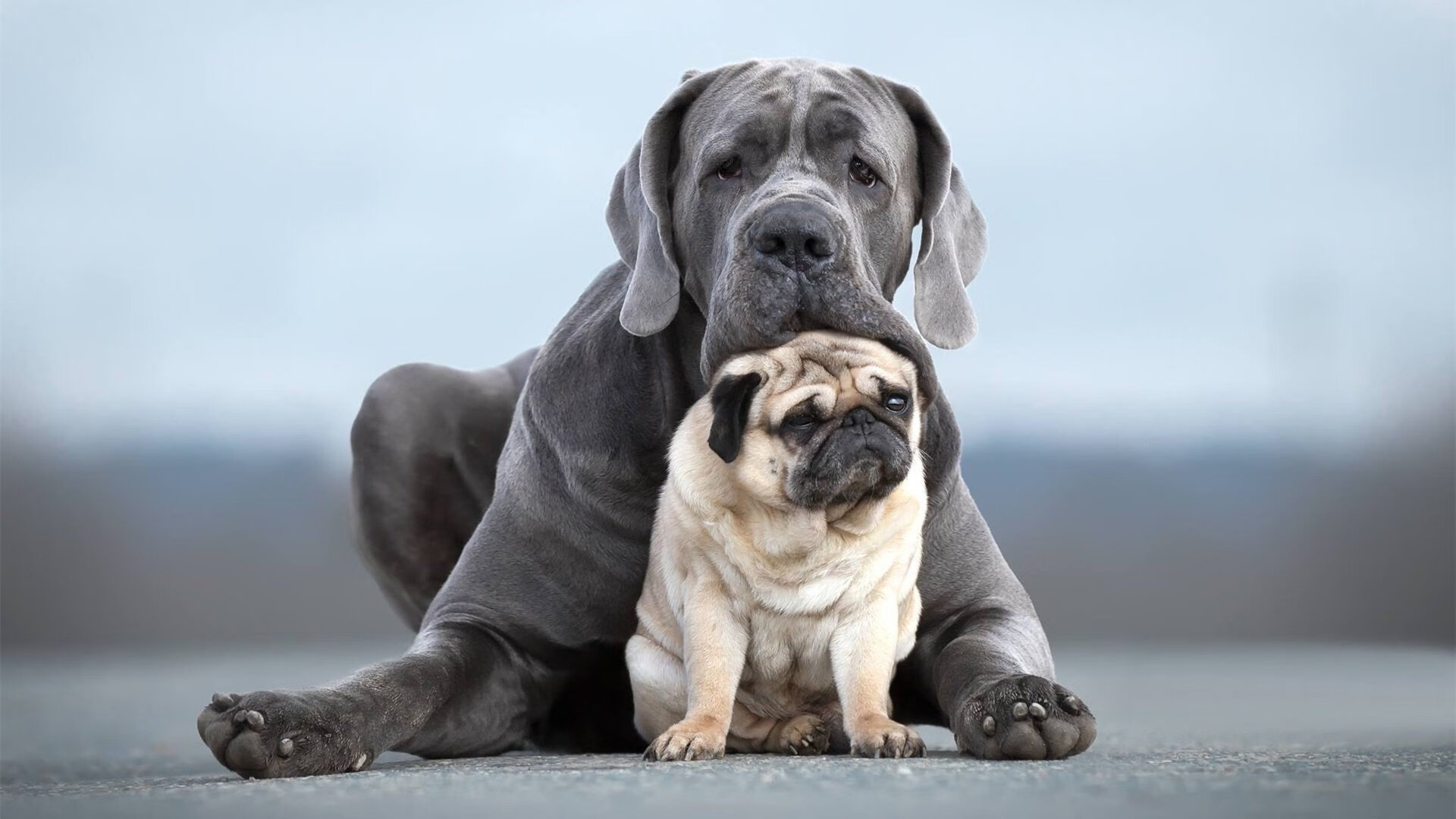 国家男篮提高罚球命中率作为备战重点,现役cba罚篮命中率排行榜