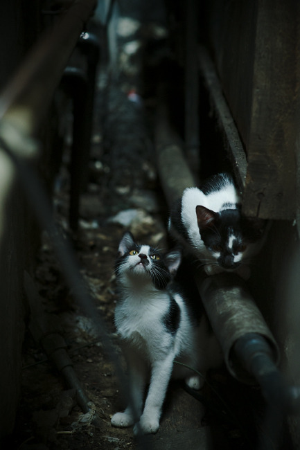 国家男篮提高罚球命中率作为备战重点,现役cba罚篮命中率排行榜